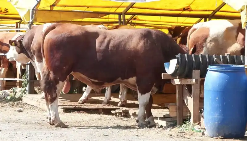 Kurban Pazarlarında Fırsatlar: Alışveriş Zamanı Geldi!