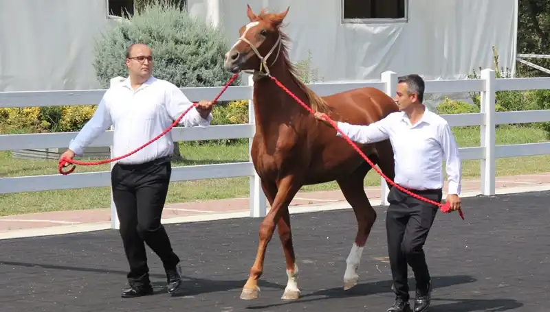 Taşkın Kral: Doğanın Gücünü Vurgulayan Tarihi Bir Rekor