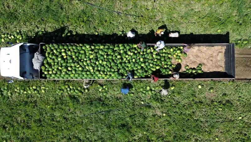 Bafra Ovası'nda Karpuz Rekoltesi 94 Bin 500 Ton Olacak mı?