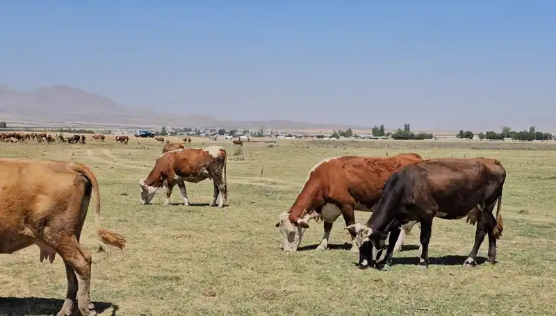 Arin Gölü’nün Kuruması: Bölgedeki Su Krizi Tehlikeli Boyutlara Ulaştı