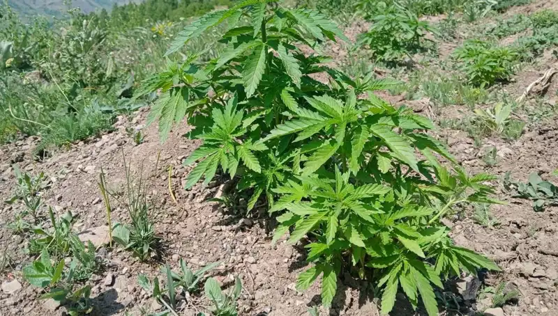 Bingöl'de Kenevir ve Kaçak Tütün Operasyonu: Büyük Bir Başarı