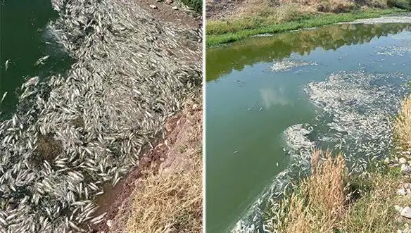 Karasu Çayı'ndaki Balık Ölümleri: Gizemli Sebep Ne?