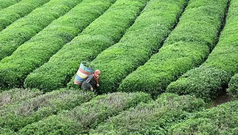 ÇAYKUR, Bayram Boyunca Yaş Çay Alımına Devam Edecek Müjdesi Verdi!