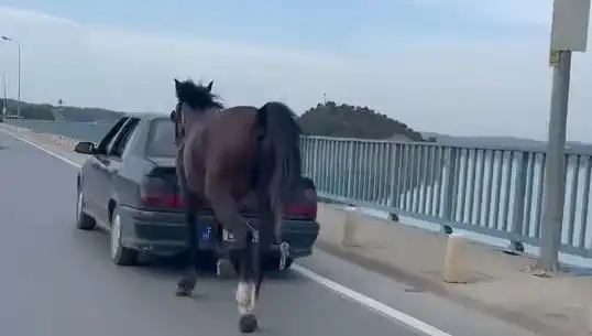 Adana’da Ata Eziyet Edenlere Şok Tutuklama: Hayvan Hakları İçin Mücadele