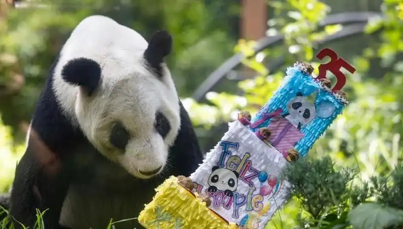 Dev Panda Xin Xin, 35. Yaşını Kutlayarak Dünya Gündemine Geldi