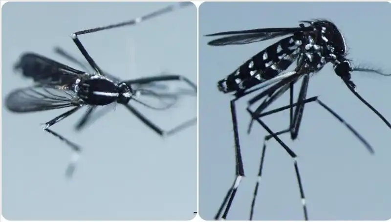 Chikungunya Virüsü: Belirtileri ve Yeni Vaka Gelişmeleri