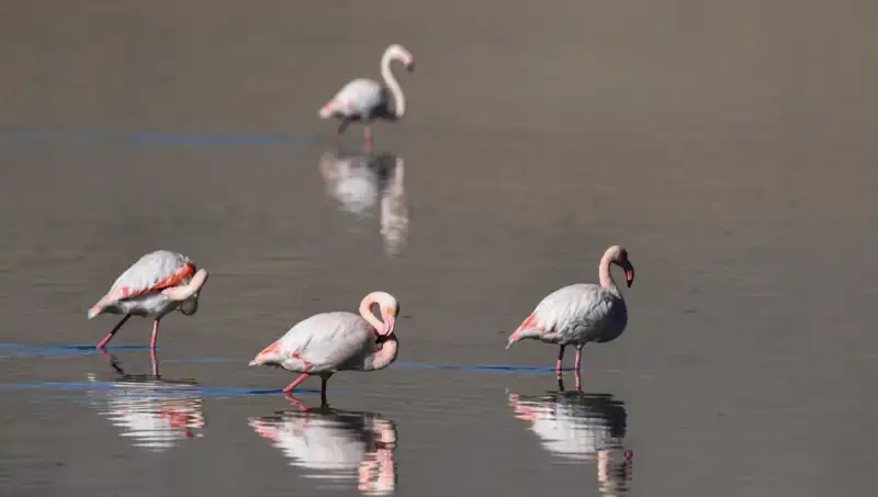 Kuraklık Kuş Cennetini Tehdit Ediyor: Flamingo Sayısında Düşüş Var